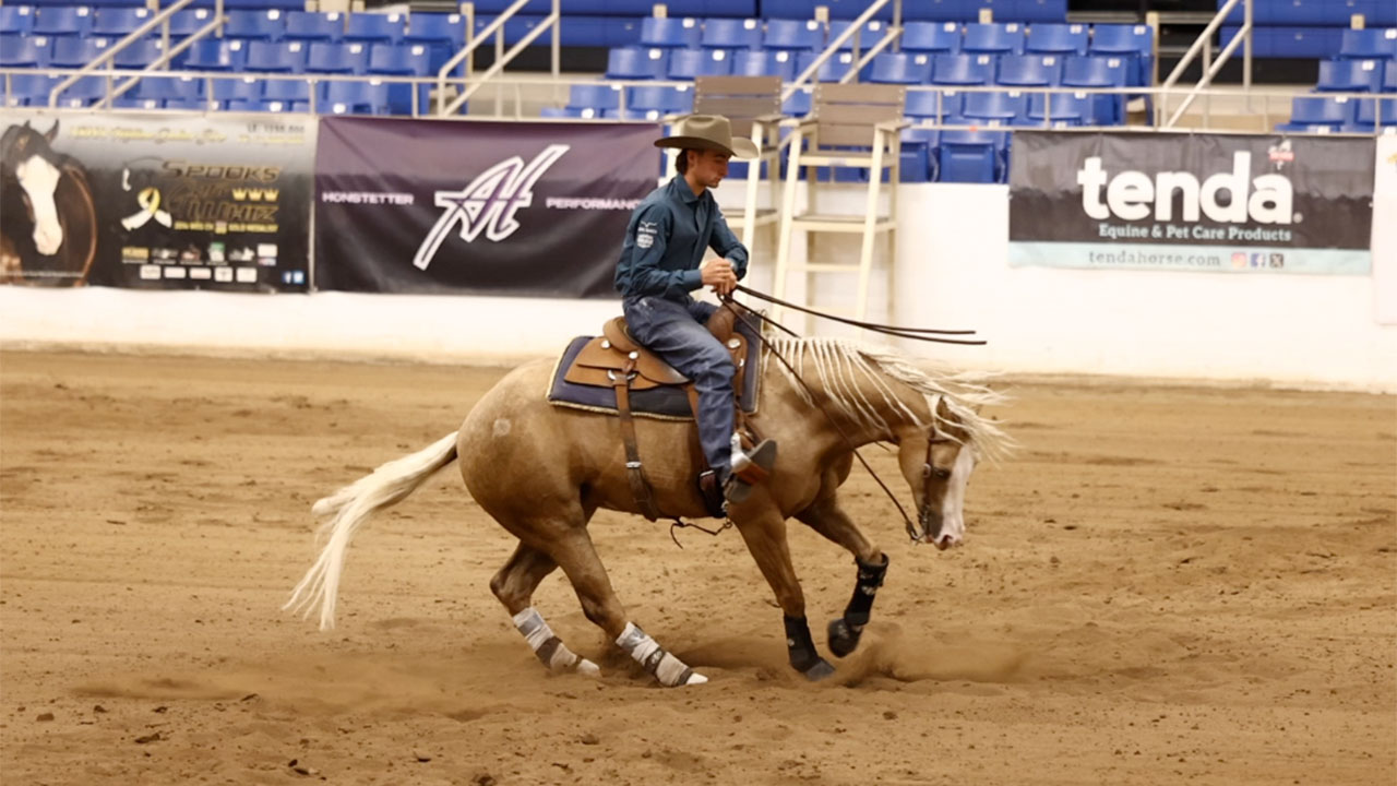 School an aged horse with me to prepare him for the show pen