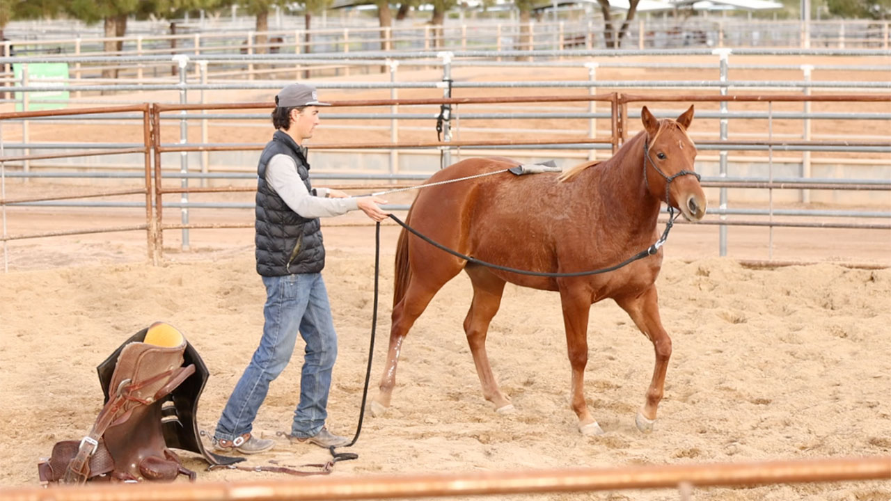 First ride in the round pen