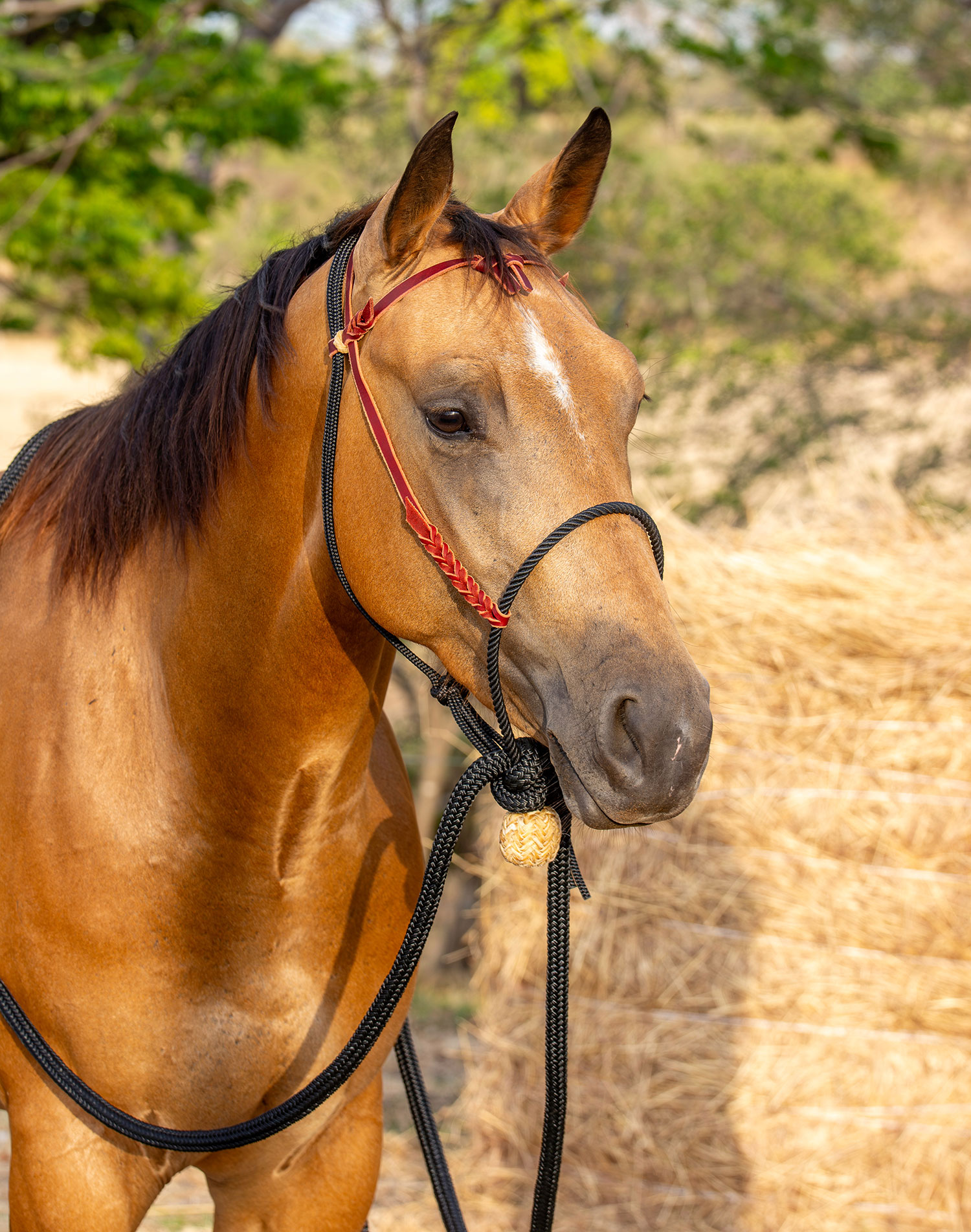 Colt Starting / Loping Hackamore